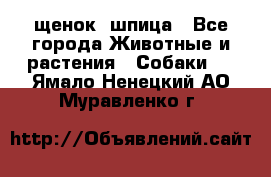 щенок  шпица - Все города Животные и растения » Собаки   . Ямало-Ненецкий АО,Муравленко г.